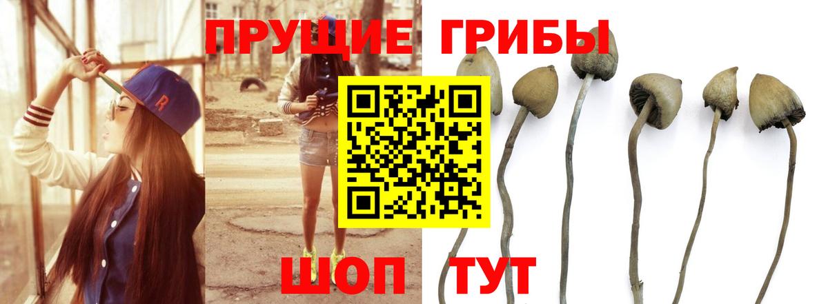 Галлюциногенные грибы прущие грибы  Вход с VPN  наркошоп  Кузнецк 